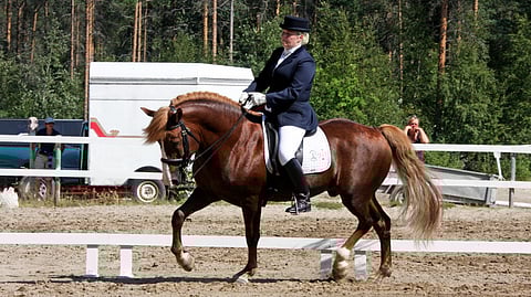 Tässä on tulossa suomenhevosten mestaruus täydessä flow-tilassa. 