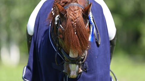 Kisakesänä 2026 suomenratsuille jaetaan tavallista muhkeammat palkinnot.  