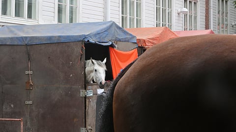 Pitäisikö yrittää saada selville mitä hevosen mielessä oikeasti tapahtuu? Onko se edes mahdollista?