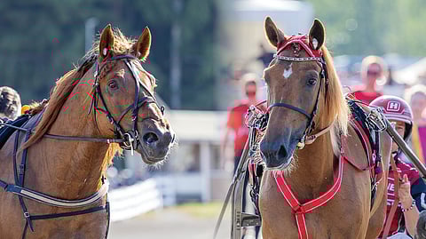 V.G. Voitto ja Jockas Rita ovat hallitsevat ravikuninkaalliset.