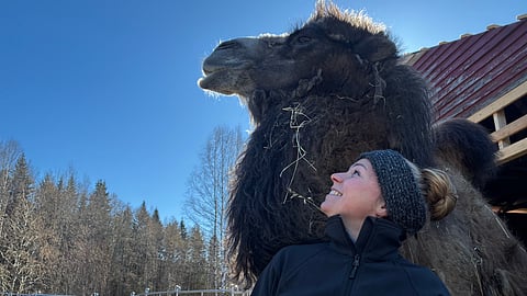 Tiikku Saarinen ja kameli Hilma. Suomessa on kameleita ainoastaan Saarisella ja Korkeasaaressa.