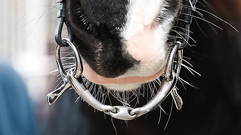 ”Hevoselle sopiva kuolain löytyy yleensä kokeilemalla. Kuolainmallia on hyvä myös vaihdella välillä”, Susanna Mäki neuvoo.