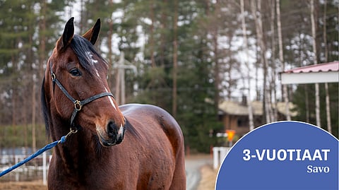 Votwomax on olympiavoittaja Iivo Niskasen ensimmäinen oma kasvatti. Nimi viittaa VO2max-arvoon, jolla mitataan maksimaalista hapenottokykyä.