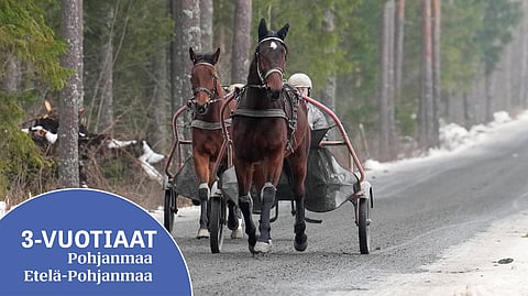 Bubba Ray on kasvanut paljon talven aikana, taustalla Bueno Tie.