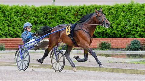 Laxvikens Amiral kilpaili varsavuotensa Tuomas Korvenojan valmennuksesta.