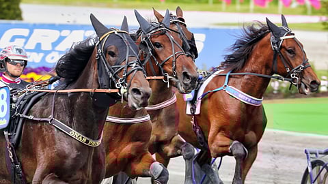 Ravit Solvalla Ruotsi