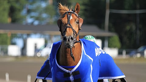 Viisori voi starttinopeudellaan edetä keskiviikkona aikaisessa vaiheessa lähtönsä vetojuhdaksi.