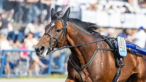 Massimo Hoist kulkee suurkilpailusta toiseen.