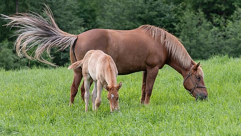 Korkean sukusiitosasteen tamman varsalla voi olla matala sukusiitosaste, mikäli sen isä on erisukuinen emään nähden.
