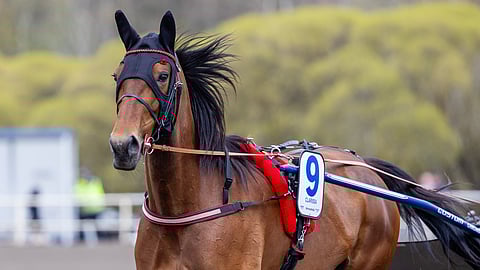 Ravihevonen Clarissa