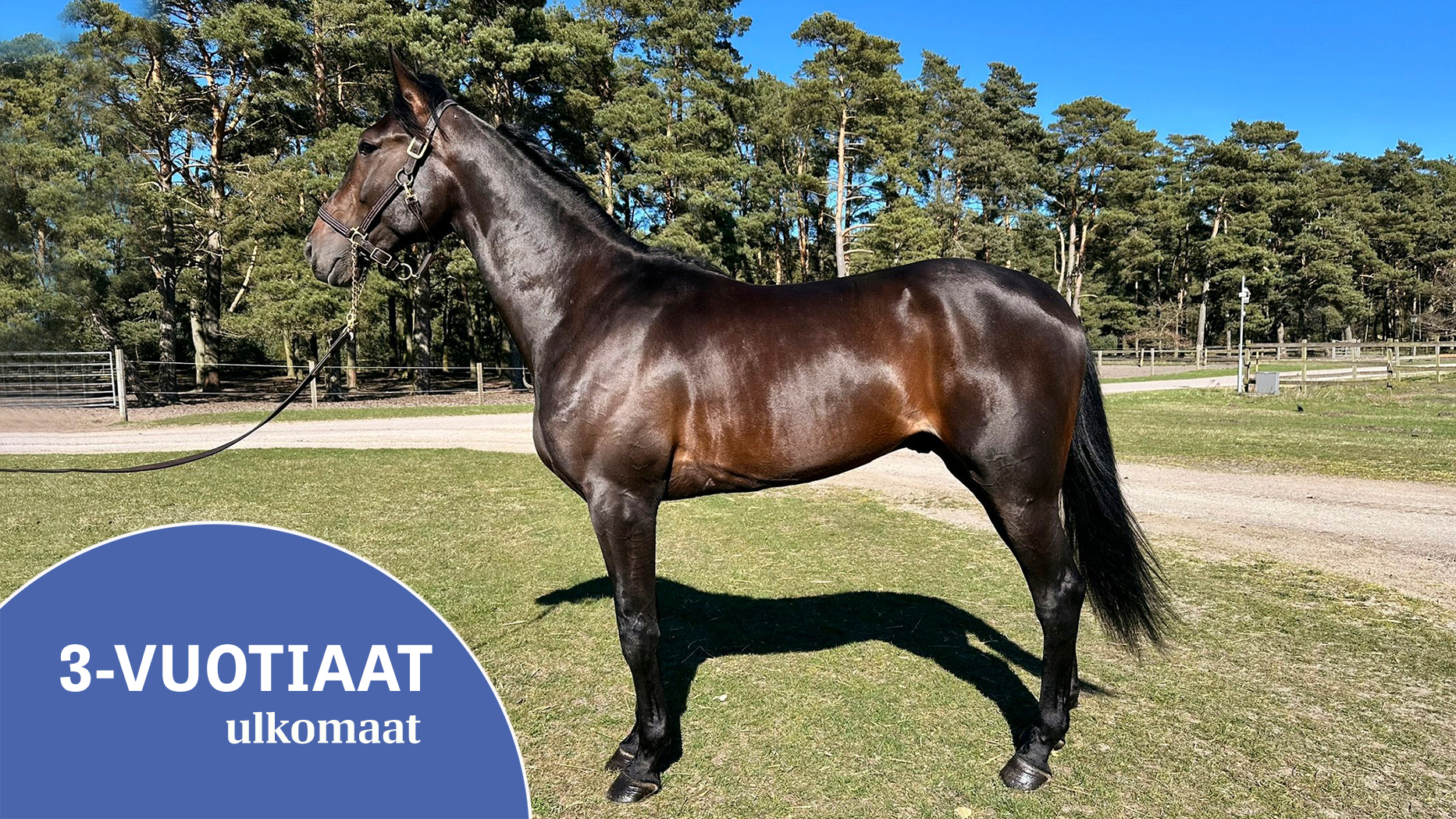 Adrian Kolgjinin tallissa on Macabre, jonka isä on Creatine. 