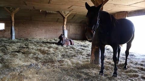 Pihaton lattian ei tarvitse olla betoniin valettu ja vaatimus neljästä seinästä astuu voimaan vuonna 2028. 