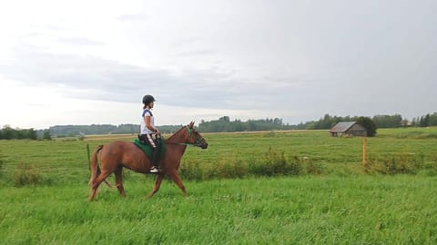 Nainen ja hänen hevosensa. 