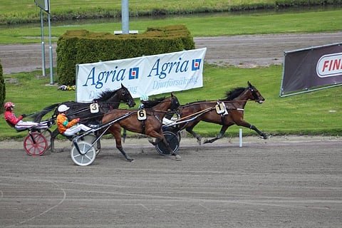 Elitloppet-yleisö sai nähdä maailmantähden esiintyvän tammojen nelivuotiseliitissä. Tässä Billie (6) liitää kärkeen.