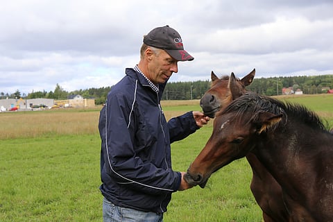 Laatusiitostammojen virta Ruotsiin kiihtyy uhkaavasti