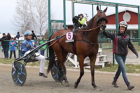 Viime vuoden Seinäjoen suurkilpailun voittaja Quick Fix saapuu lakeuksille puolustamaan voittoaan. Kuva viime vuoden voittoseremonioista, ohjaksissa Tuomas Korvenoja
