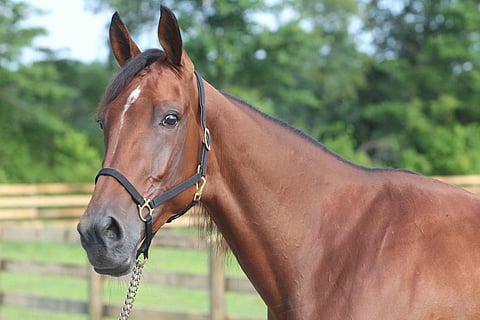 Bee A Magician jatkaa huippuesityksiään Amerikassa.