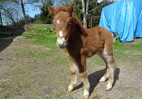 Dalsgårds Dianan tammavarsa.