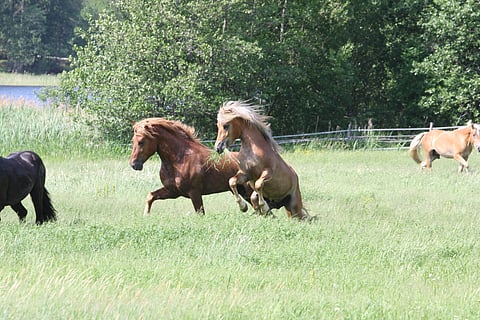 "Luonnonvarakeskus (Luke) on tehnyt laskelmia, joiden mukaan jokainen hevonen kuluttaa kotimaista maataloustuotantoa 1,6–1,8 eurolla päivässä, mikä on kaksinkertainen summa verrattuna suomalaisen kuluttajan keskiarvoon."