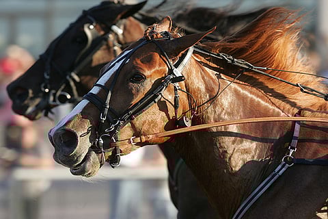Kun hyvin valmennettu hevonen suorittaa kilpailuissa, sen elimistön 300 000 km hiusverisuonia toimittavat voimakkaiden keuhkojen imemää happea lihaskudoksiin niin tarkoituksenmukaisesti, että hevonen siirtyy happivelkaiseen tilaan vastustajiaan myöhemmin ja happivelassa ollessaankin kestää sen elimistöön virtaavaa laktaattia hyvin maaliin asti. Onnistunut valmennus kasvattaa hiussuonia jopa puolet lisää.