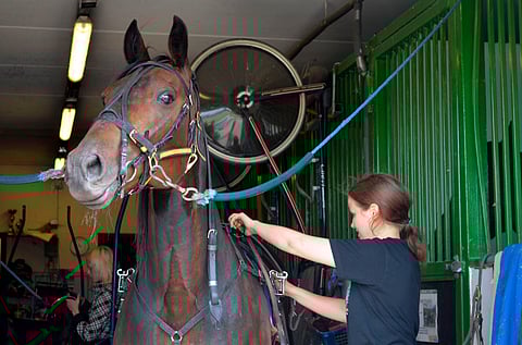 Haluatko oppia valjastamaan hevosen?