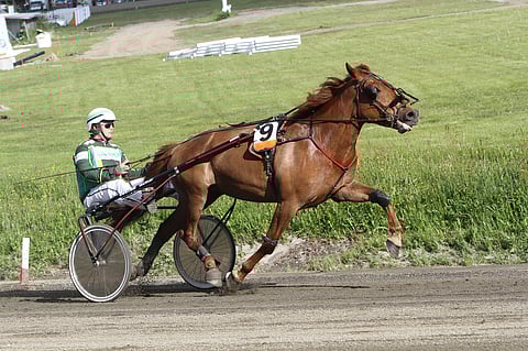 Pohjois-Karjalan 400 hengen porukka Talli Valoilmiön tamma I.P. Valo suoritti koelähtönsä hyväksytysti.