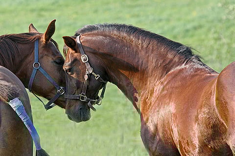 Siitosori Königin’s Sohn KS on jo vanha. Vanhan hevosen kanssa mennään kesä kerrallaan, mutta vielä on kesää jäljellä.