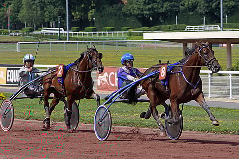 Zola Boko (Goetmals Wood - Big Blue Kitten, Pine Chip) juoksi kaudella 2009 3-vuotiaana 10 kilpailua totosijoin 7-2-1. Enghienissä se voitti heinäkuussa Prix Henri Cravoisierin Jos Verbeeckin ajamana ajalla 13,0a. Ennätyksensä 11,6a/2100 metriä ori ravasi syyskuussa Vincennesuissä. Kuva: Gerard Forni.