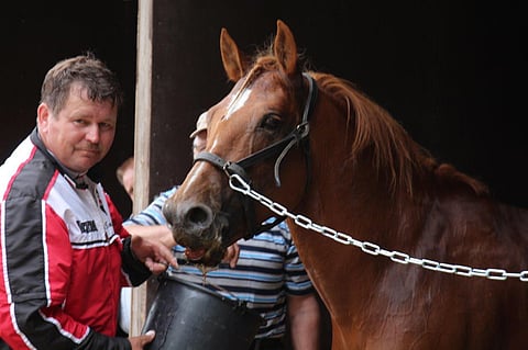 Välkyn Tuisku valittiin Pohjois-Karjalan vuoden 2015 suomenhevoseksi, kuvan voitonmaljaa hevoselle tarjoaa Pauli Raivio