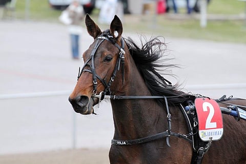 Vermon Raviliigan "Vilja" on voitokas lähtöjen lisäksi myös yleisöäänestyksessä. Kuva: Anu Leppänen