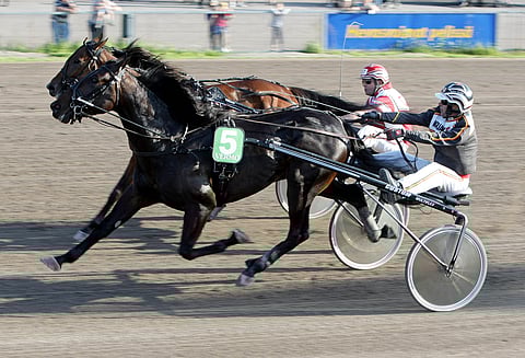 Sue's Photo on takarivistä oiva ideavarma Teivoon.