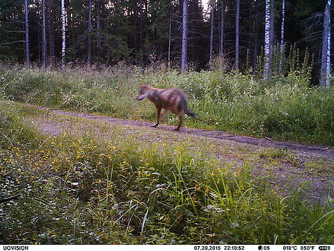 Riistakameraan osunut suomalainen susi. 