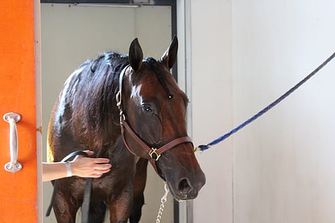 Up-Date Hoss on kuollut.