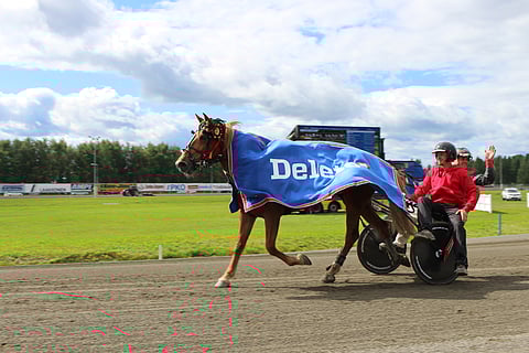 Saaga S vei tammojen mailin.