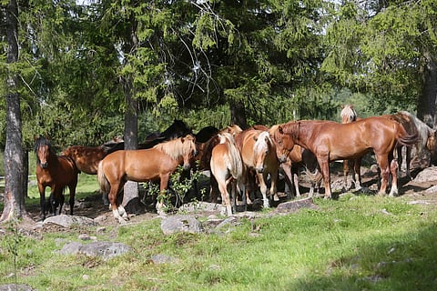 Eläinsuojeluasiamies valvoo eläinten etua yhteiskunnassa. 