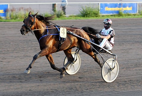 Hurjaluokkainen Still Loving You kukisi viimeksi kovan Dreambown johtavan rinnalta. Vastassa ei tällä kertaa ole yhtä kovia menijöitä, joten ori on tiukasti kiinni voitossa.