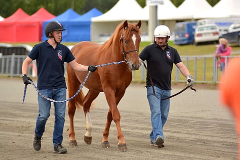 Joensuun kuninkuusravihuutokaupan kallein hevonen oli Rupeltaja, jonka hinta nousi 16 500 euroon.