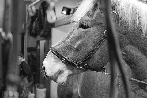 Torstain Urheiluillassa etsitään hauskoja tarinoita ja sattumuksia myös Kuninkuusraveista. Kuvassa kolminkertainen ravikuningas Santeri Dahlia.