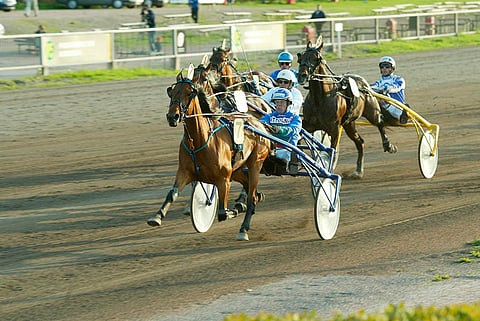 Better Better Best oli ikäluokkansa tähti. Kuva: Pekka Salonen.