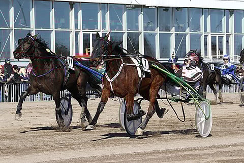 Forssassa Proud Leaderin takanaan pitänyt Bacardi Razz on Toto65-kierroksen megasuosikki.