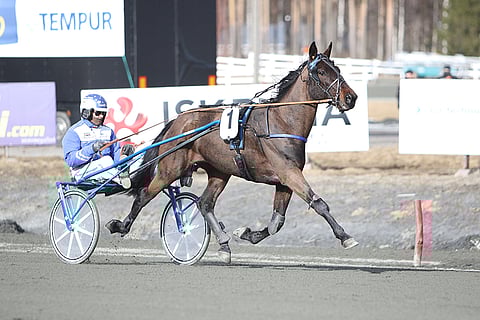 Päätöskohteessa kilpaileva Briso Herman on kokeilemisen arvoinen ideavarma Killerillä.