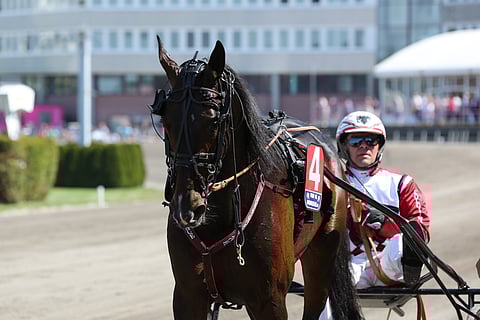 Lutfi Kolgjinin Elitoppet-kakkosen Mosaique Facen kallein varsa maksoi 575 000 kruunua. (Kuva: HU arkisto)