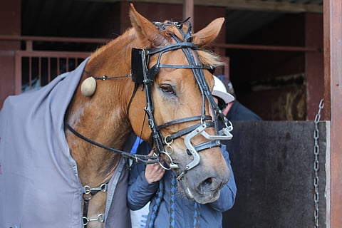 Kolmannen Toto5-kohteen voittaneen Salauksen edellinen ykkössija on viime vuoden kesäkuulta.