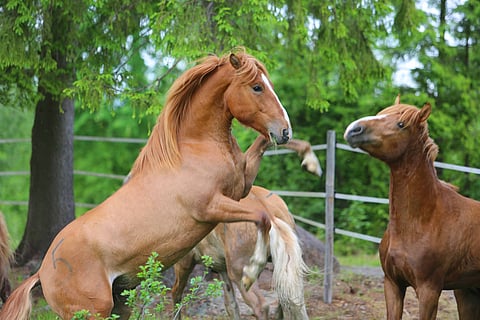 Tanner tömisi taas Miehikkälän Haukniemessä toukokuun viimeisenä sunnuntaina.  Lumi-Onni haastaa kaverin.