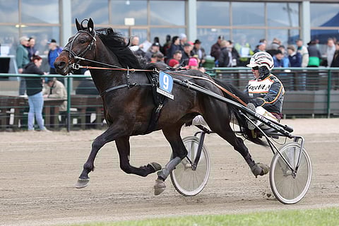 Sue's Photo on ravannut jo 21 voittoa.