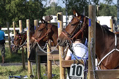 Lääkitysvaroaikojen lisäksi valmentajien on otettava huomioon monia muitakin varoaikoja, ennen kuin hevosella voi kilpailutilanteessa ajaa radan portista sisään.