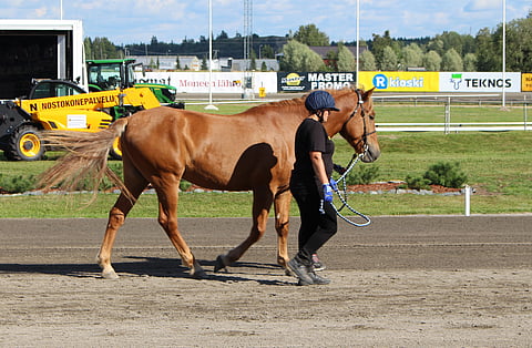 Kolmivuotias Kripsi oli Turun suomenhevoshuutokaupan kallein varsa.