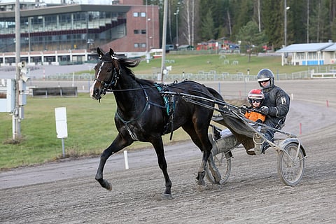 Tässä Niklas Kylliäinen on vielä isä-Tommin ja Danny Cranen kanssa, illalla hänet nähdään shetlanninponin ohjissa. Kuva Leena Alerini.