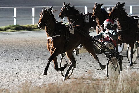 Bel Air on oiva varma Teivon kiharaiselle Toto5-kierrokselle.