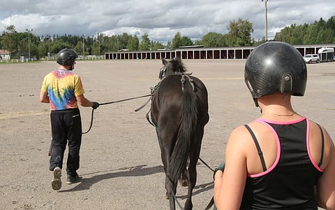 BWT Dictator on yksi vuonna 2015 syntyneistä varsoista, jotka Tiina ja Juha Koskela avittavat uran alkuun. Kuva Harri Lind.